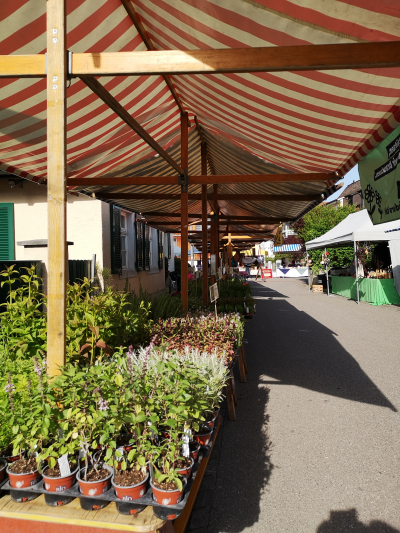 Wildpflanzen- und Kräutermarkt Wildpflanzen- und Kräutermarkt