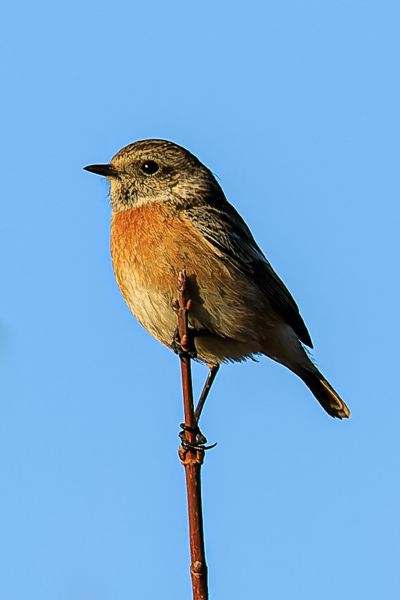 32. Baselbieter Naturschutztag