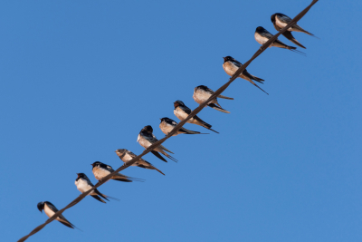 Richtung Süden - Vogelzugbeobachtung Richtung Süden - Vogelzugbeobachtung