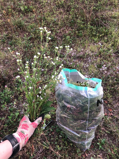 Neophyten-Aktion: Zusammen für mehr Artenvielfalt im Rahmen des «Festival der Natur» Neophyten-Aktion: Zusammen für mehr Artenvielfalt im Rahmen des «Festival der Natur»