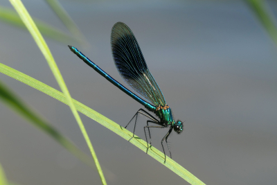Libellen und ihre Lebensräume Teil 2 Exkursion Libellen und ihre Lebensräume Teil 2 Exkursion
