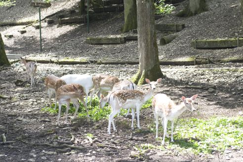 Tierpark